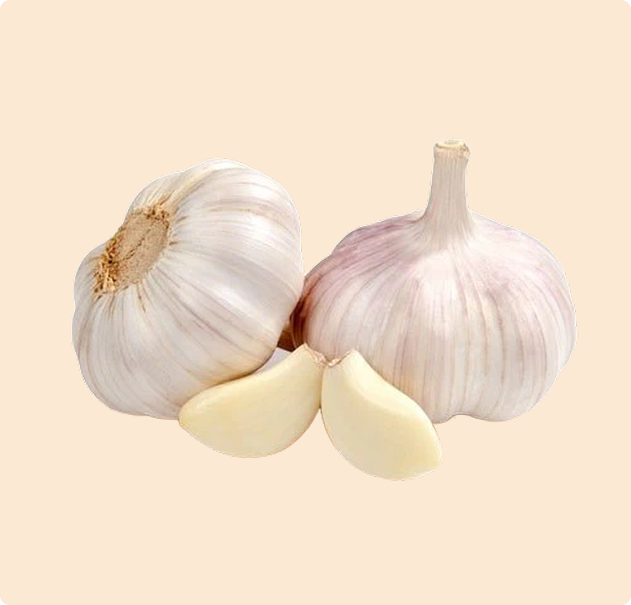 Garlic