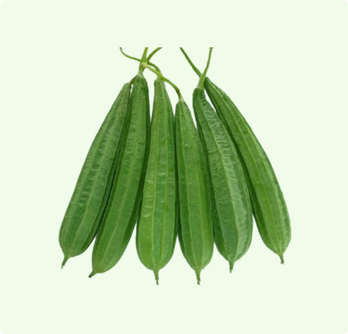 Ridge Gourd