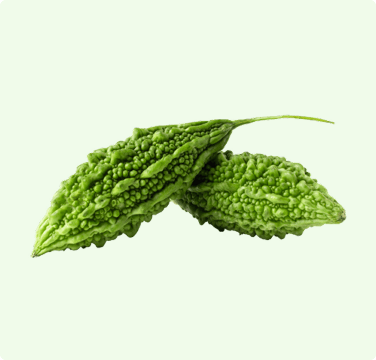 Bitter Gourd