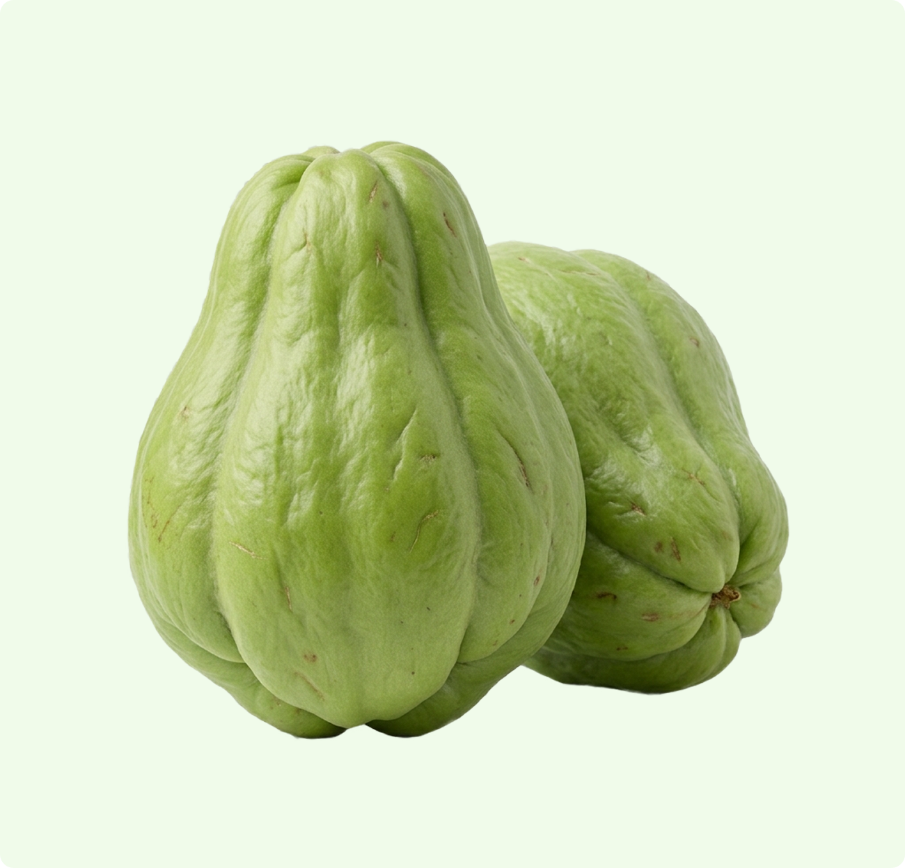 Chow Chow