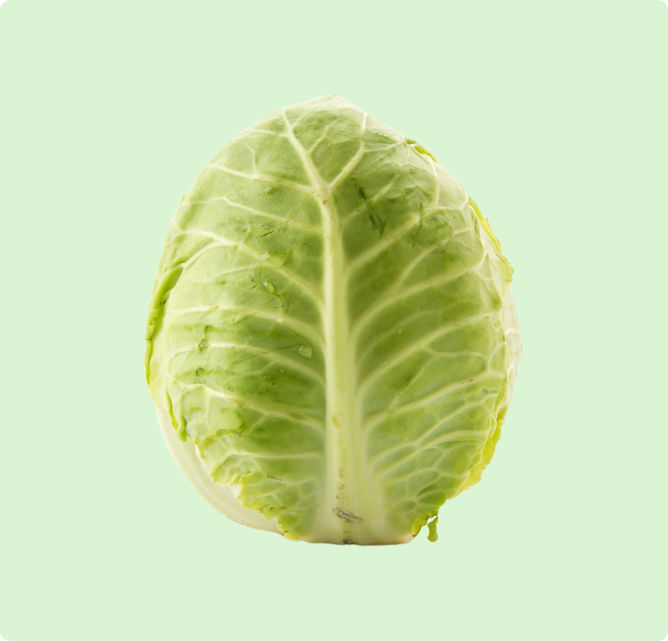 Cabbage