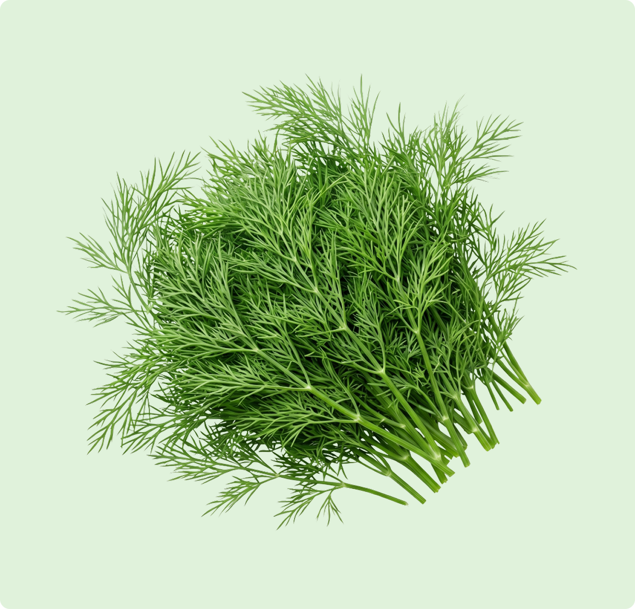 Sabbaki