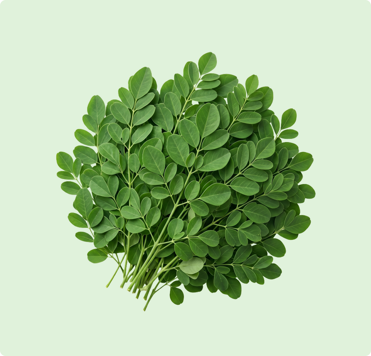 Drumstick Leaves
