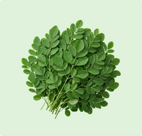 Drumstick Leaves