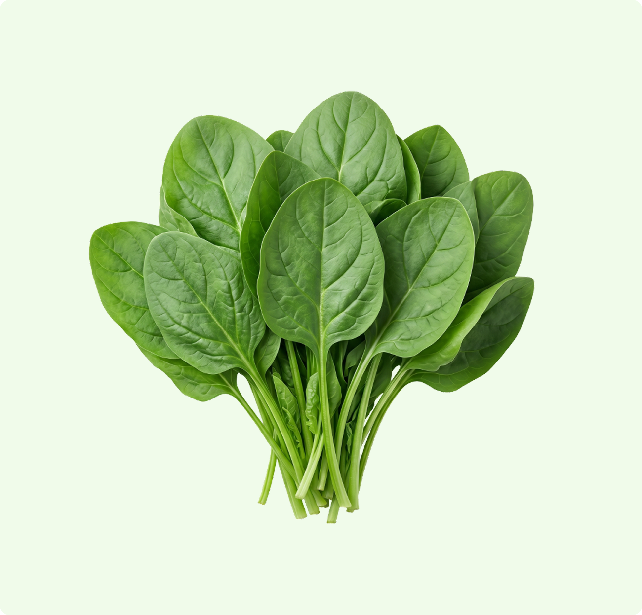 Palak