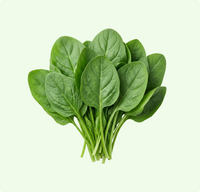 Palak