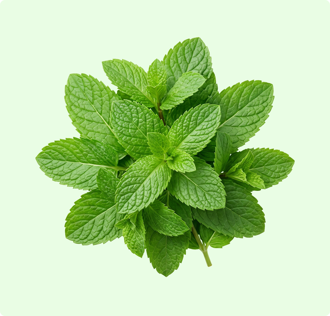Podhina